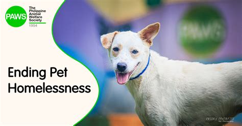 Contact PAWS • The Philippine Animal Welfare Society, Inc.